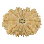 12 Mukhi Rudraksha 22.2mm 2.16gm - Rudraksha