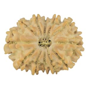 12 Mukhi Rudraksha 22.2mm 2.16gm - Rudraksha