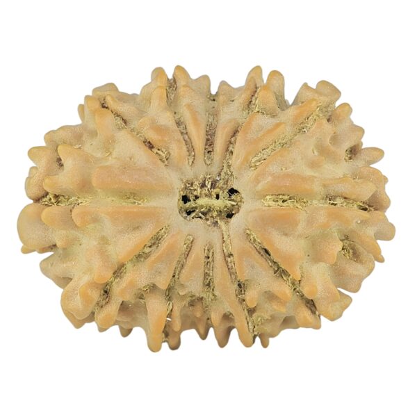 12 Mukhi Rudraksha 22.2mm 2.16gm - Rudraksha