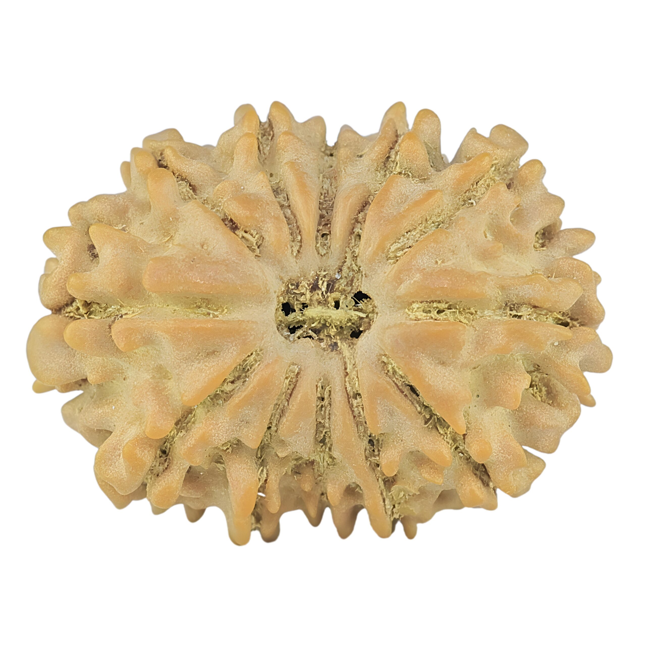 12 Mukhi Rudraksha 22.2mm 2.16gm - Rudraksha