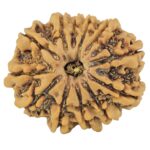 12 Mukhi Rudraksha 24.2mm 3.61gm - Rudraksha