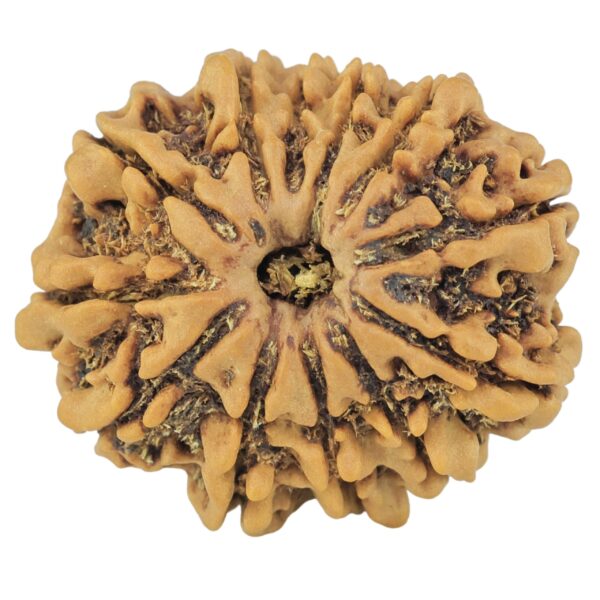 12 Mukhi Rudraksha 24.2mm 3.61gm - Rudraksha