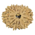 12 Mukhi Rudraksha 31.7mm 4.61gm - Rudraksha