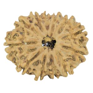 12 Mukhi Rudraksha 31.7mm 4.61gm - Rudraksha