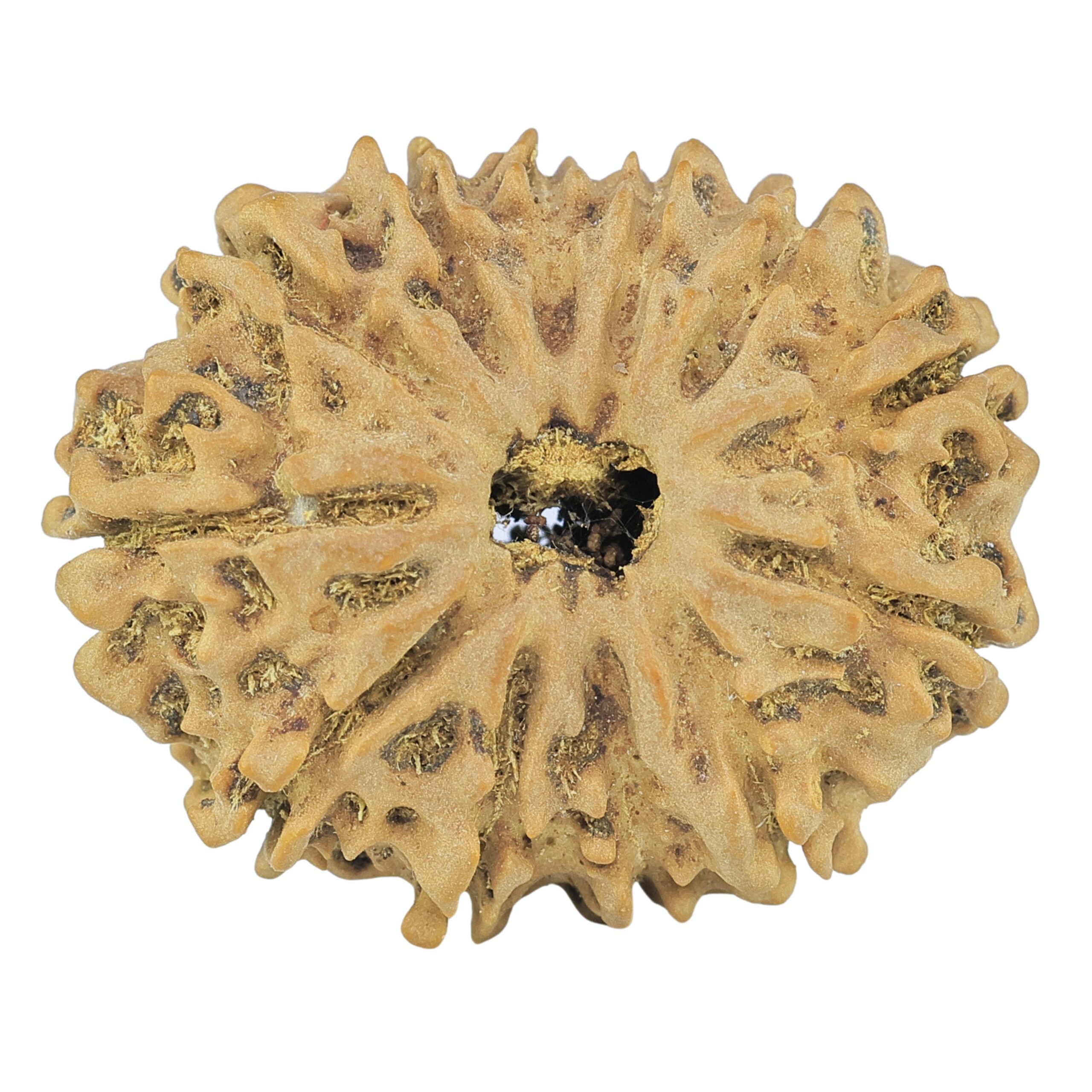 12 Mukhi Rudraksha 31.7mm 4.61gm - Rudraksha