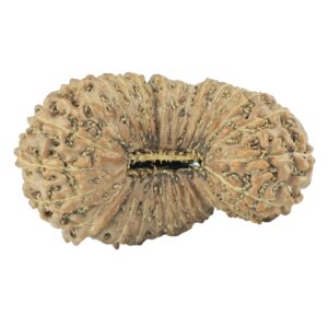31 Mukhi Rudraksha 32.5mm 4.52gm - Rudraksha