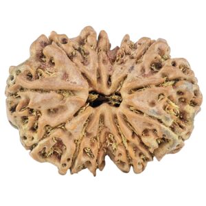 12 Mukhi Rudraksha 28mm 4.26gm - Rudraksha