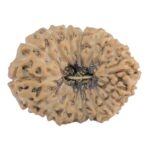 18 Mukhi Rudraksha 22.5mm 2.17gm - Rudraksha