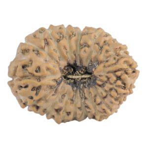 18 Mukhi Rudraksha 22.5mm 2.17gm - Rudraksha