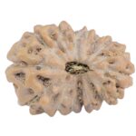 15 Mukhi Rudraksha 20.4mm 2.33gm - Rudraksha