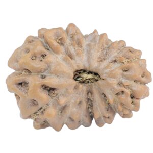 15 Mukhi Rudraksha 20.4mm 2.33gm - Rudraksha