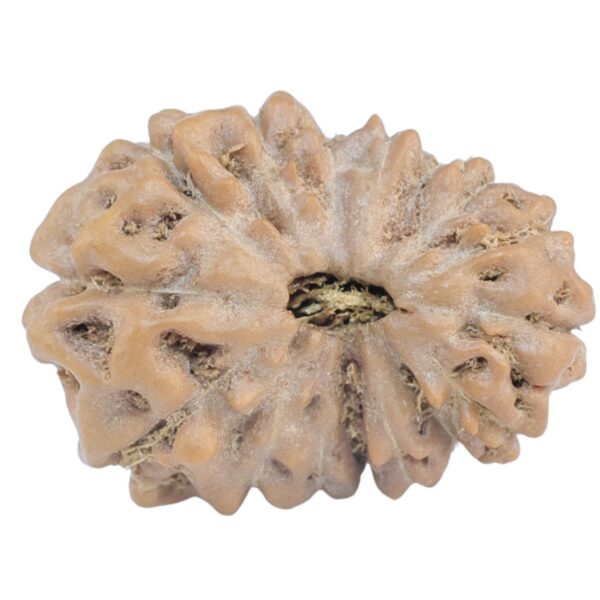 15 Mukhi Rudraksha 20.4mm 2.33gm - Rudraksha