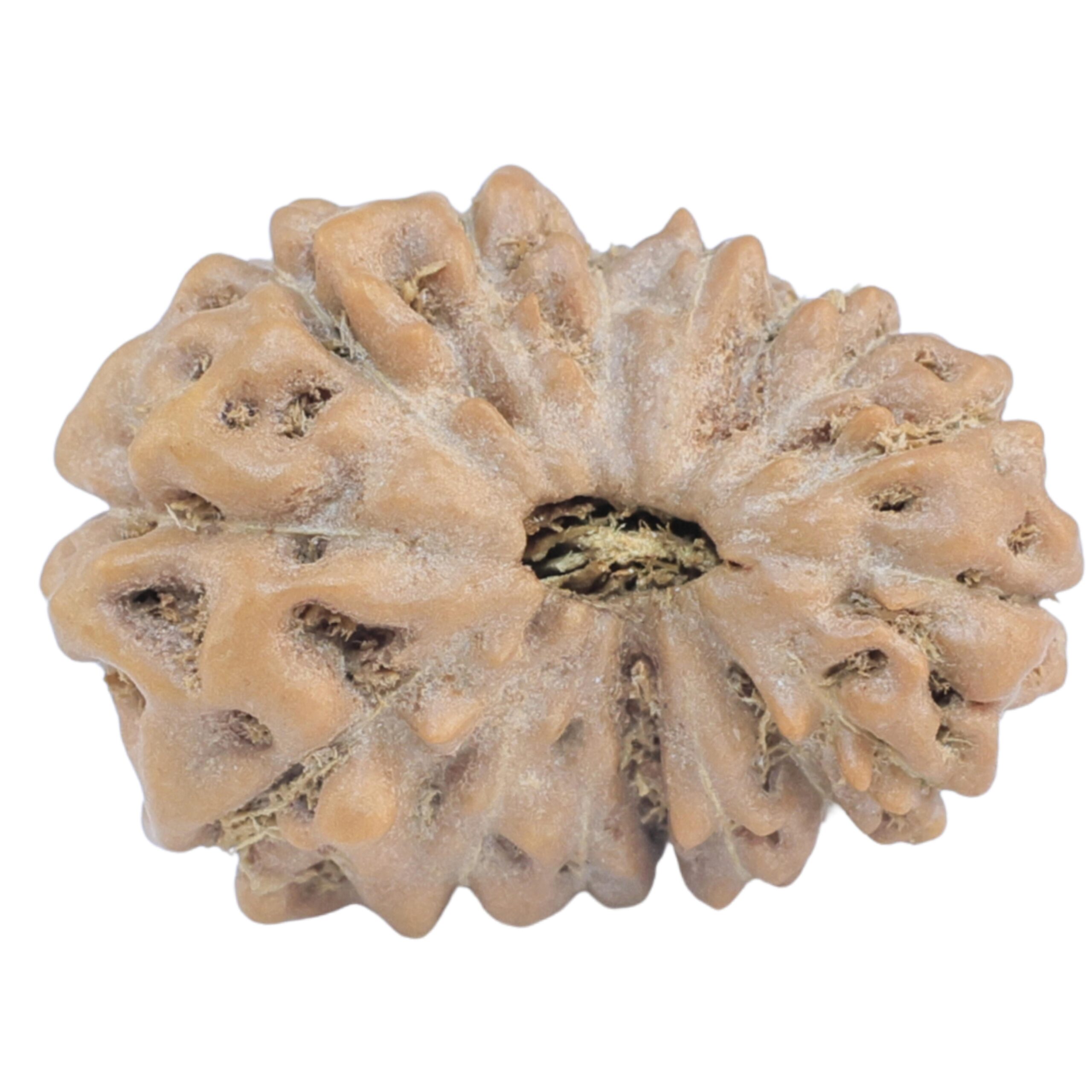 15 Mukhi Rudraksha 20.4mm 2.33gm - Rudraksha