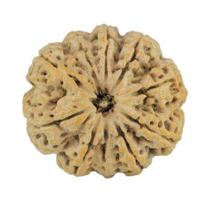 10 Mukhi Rudraksha 33mm 10.26gm - Rudraksha