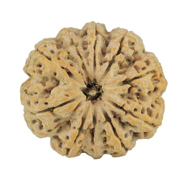 10 Mukhi Rudraksha 33mm 10.26gm - Rudraksha