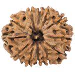 12 Mukhi Rudraksha 29.2mm 5.2gm - Rudraksha