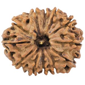 12 Mukhi Rudraksha 29.2mm 5.2gm - Rudraksha
