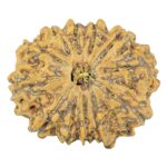 12 Mukhi Rudraksha 27.3mm 4.73gm - Rudraksha