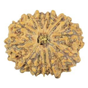 12 Mukhi Rudraksha 27.3mm 4.73gm - Rudraksha