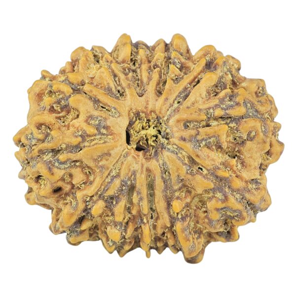 12 Mukhi Rudraksha 27.3mm 4.73gm - Rudraksha