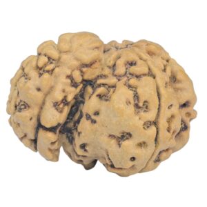 Sawar/Ganesh (3+1) 21.4mm 1.72gm - Rudraksha