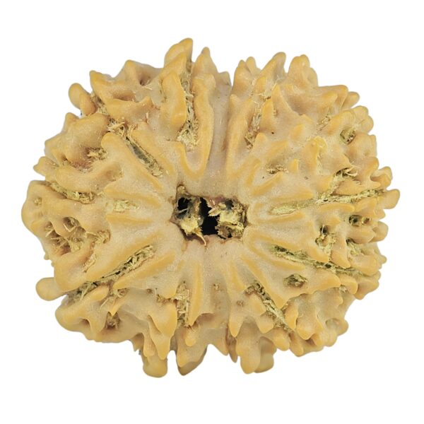 12 Mukhi Rudraksha 21.5mm 2.76gm - Rudraksha