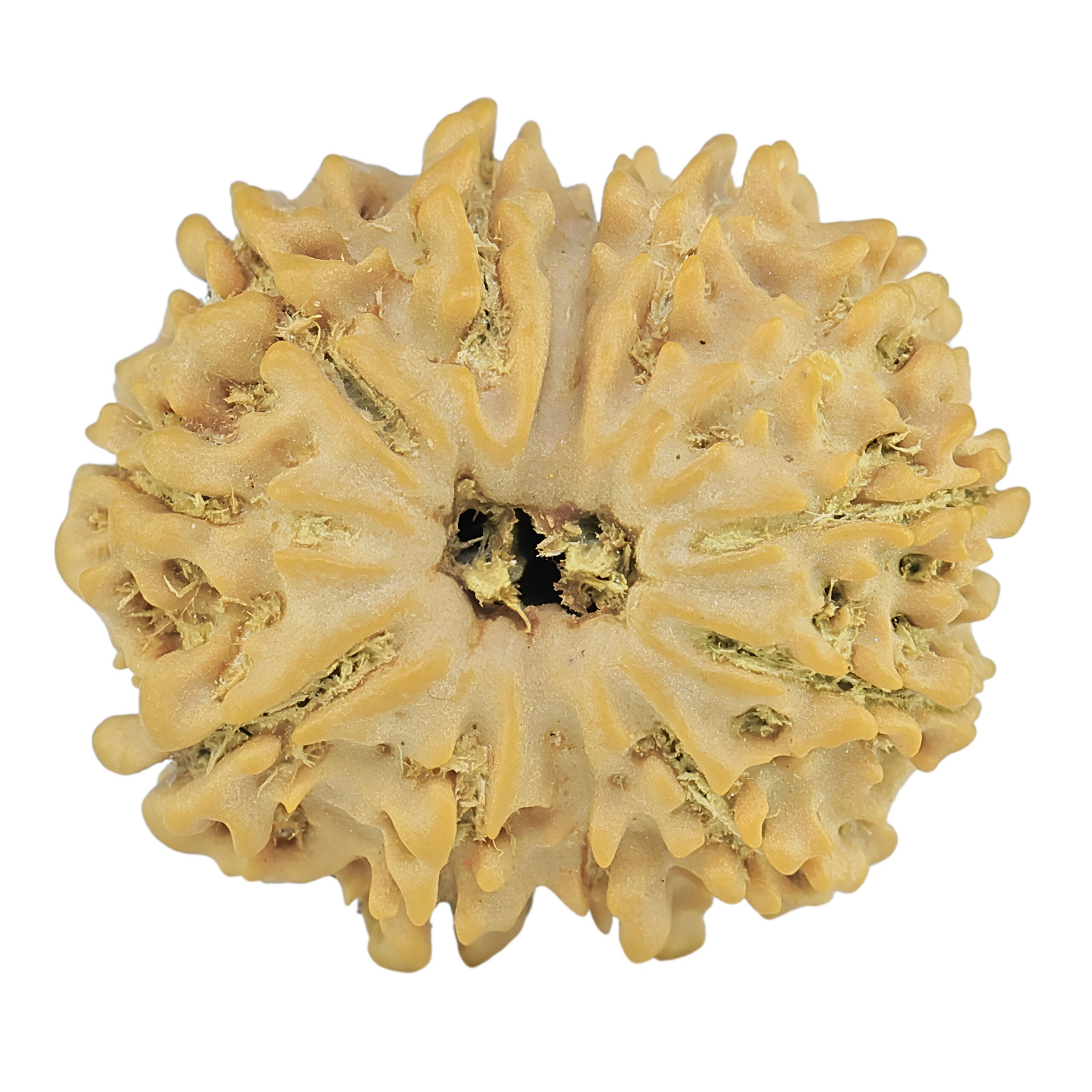 12 Mukhi Rudraksha 21.5mm 2.76gm - Rudraksha