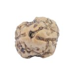 2 Mukhi Rudraksha 22.2mm 2gm - Rudraksha