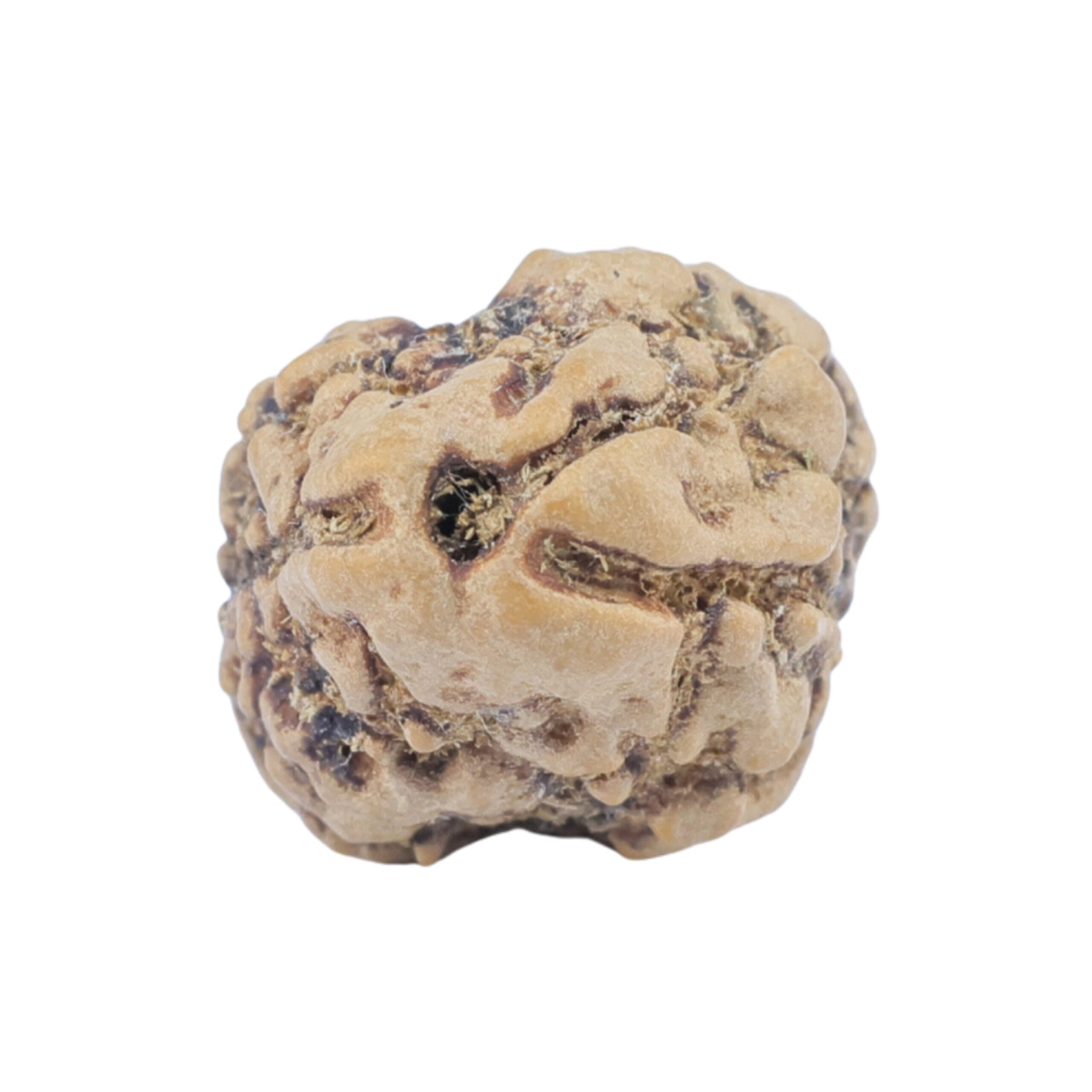 2 Mukhi Rudraksha 22.2mm 2gm - Rudraksha
