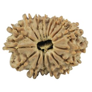 17 Mukhi Rudraksha 23.5mm 2.72gm - Rudraksha