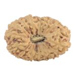 18 Mukhi Rudraksha 26.6mm 3.28gm - Rudraksha