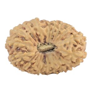 18 Mukhi Rudraksha 26.6mm 3.28gm - Rudraksha