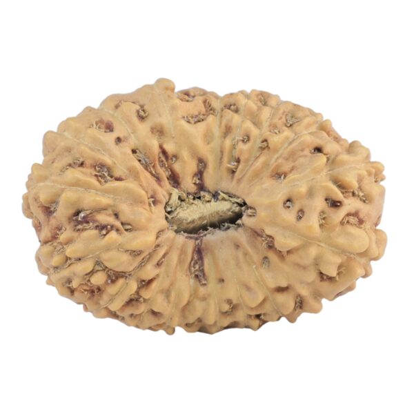 18 Mukhi Rudraksha 26.6mm 3.28gm - Rudraksha
