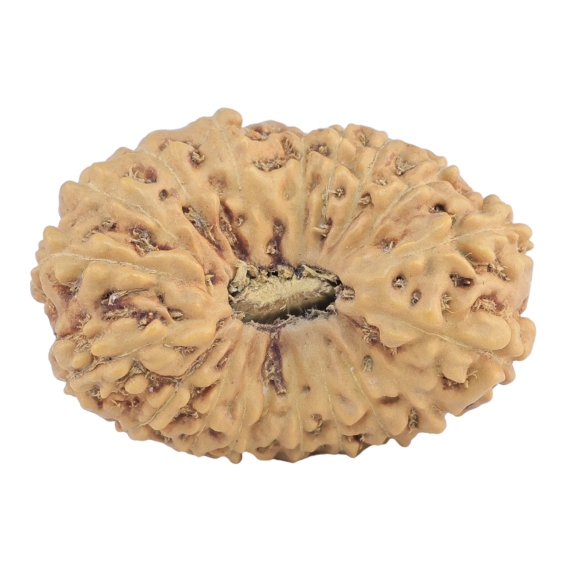 18 Mukhi Rudraksha 26.6mm 3.28gm - Rudraksha