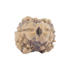 2 Mukhi Rudraksha 22.1mm 1.64gm - Rudraksha
