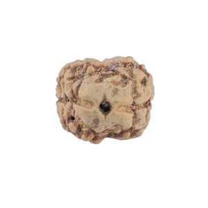 2 Mukhi Rudraksha 20.8mm 1.3gm - Rudraksha