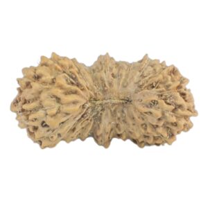 21 Mukhi Rudraksha 12.8mm 0.2gm - Rudraksha