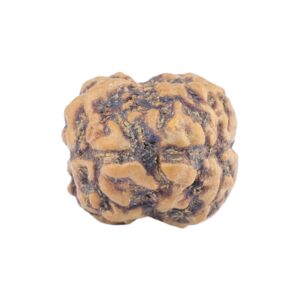 2 Mukhi Rudraksha 21.5mm 1.9gm - Rudraksha