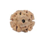 2 Mukhi Rudraksha 17.3mm 0.85gm - Rudraksha