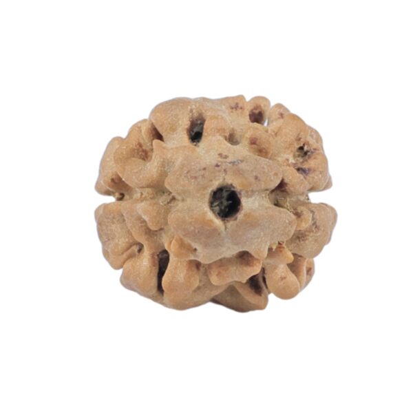 2 Mukhi Rudraksha 17.3mm 0.85gm - Rudraksha