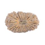 20 Mukhi Rudraksha 18.7mm 1.08gm - Rudraksha