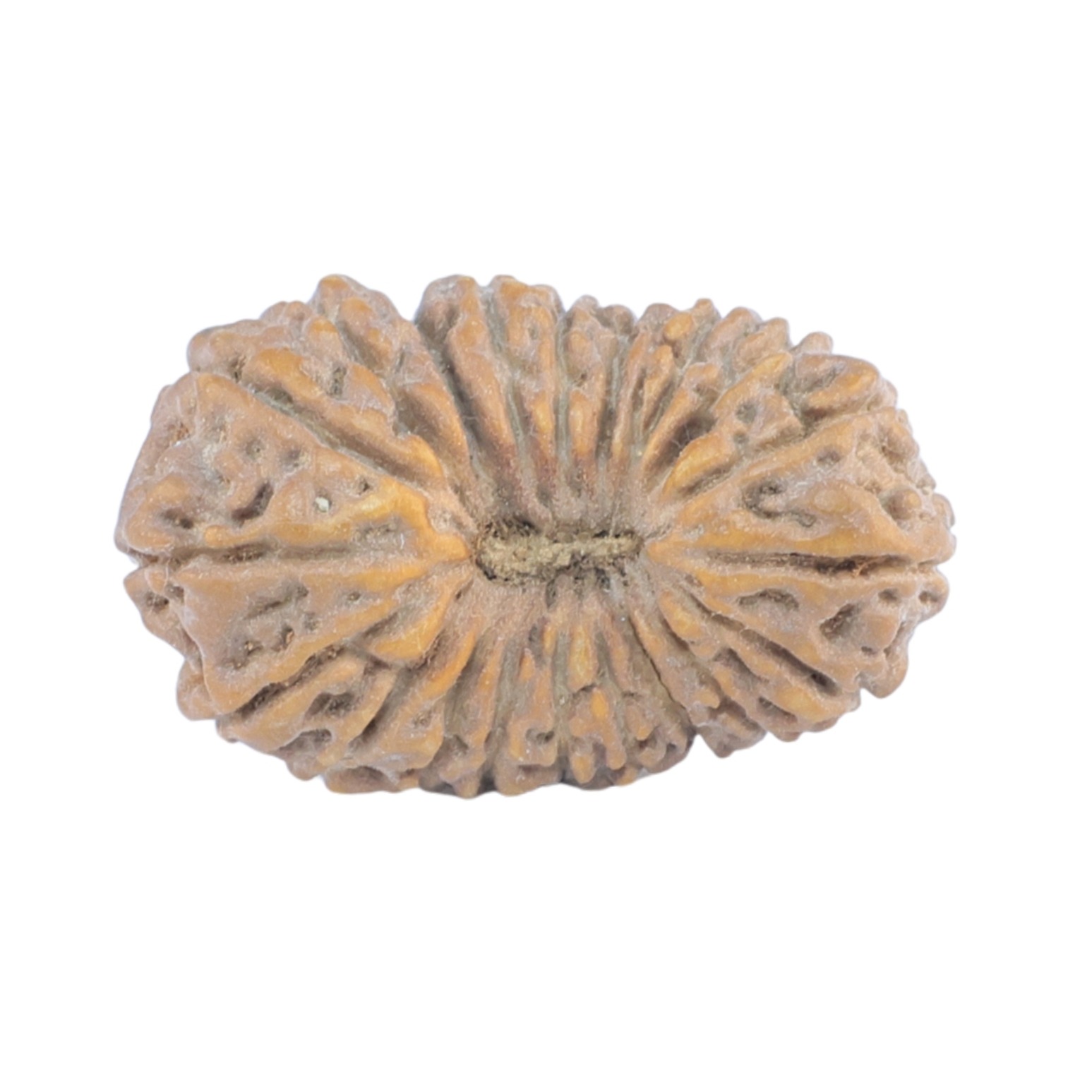 20 Mukhi Rudraksha 18.7mm 1.08gm - Rudraksha