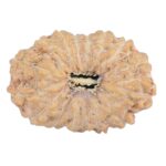 16 Mukhi Rudraksha 18.3mm 1gm - Rudraksha