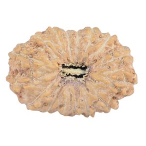 16 Mukhi Rudraksha 18.3mm 1gm - Rudraksha