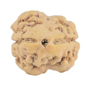 2 Mukhi Rudraksha 22.3mm 1.85gm - Rudraksha
