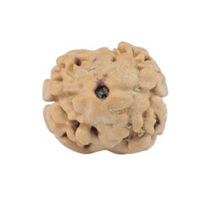 2 Mukhi Rudraksha 18mm 1.33gm - Rudraksha