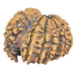 Sawar/Ganesh (11+1) 25.2mm 2.83gm - Rudraksha