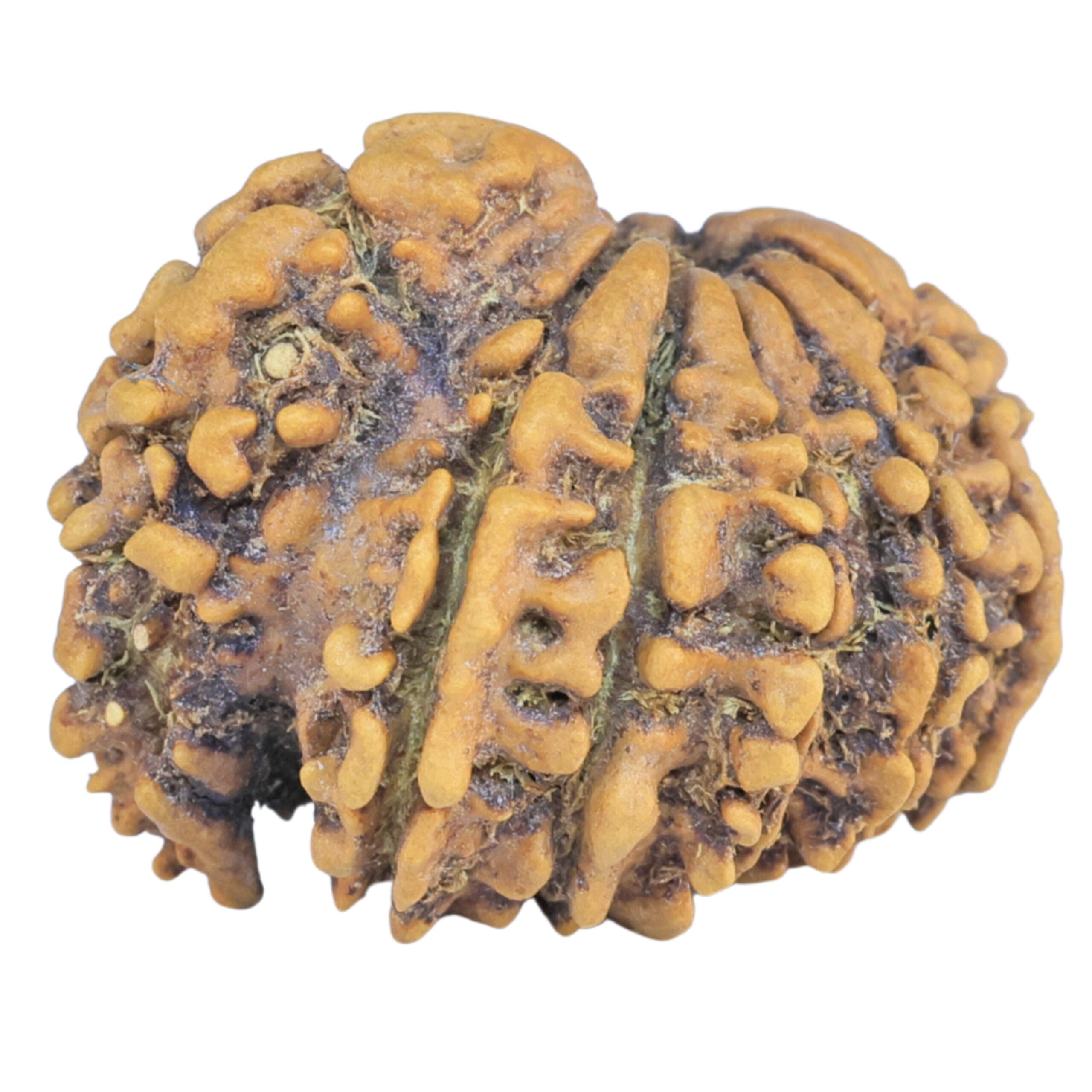 Sawar/Ganesh (11+1) 25.2mm 2.83gm - Rudraksha