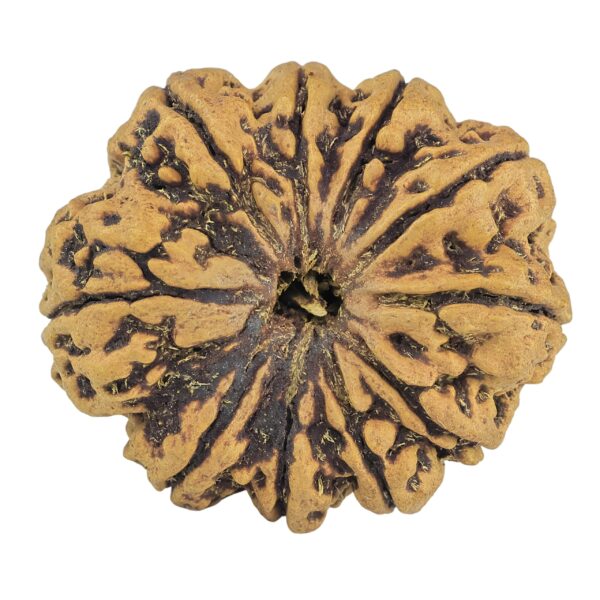10 Mukhi Rudraksha 36mm 8.49gm - Rudraksha