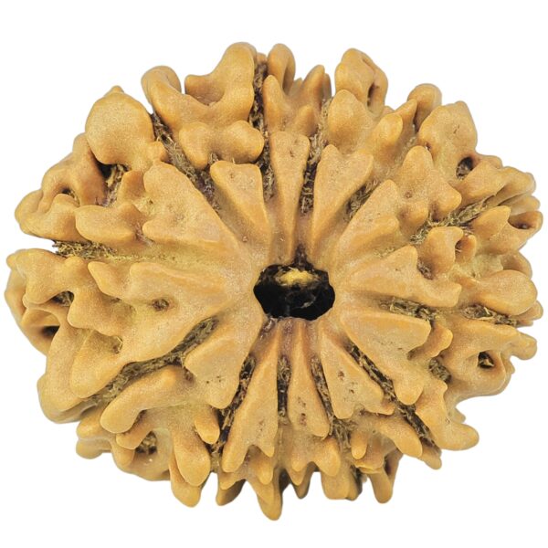 12 Mukhi Rudraksha 24.4mm 3.41gm - Rudraksha